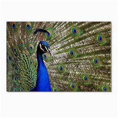 Peacock Postcards 5  X 7  (10 Pack)