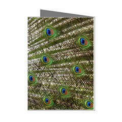 Peacock Mini Greeting Card (8 Pack) by Siebenhuehner