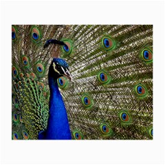 Peacock Glasses Cloth (small) by Siebenhuehner