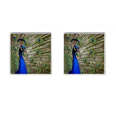 Peacock Cufflinks (square) by Siebenhuehner