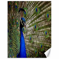 Peacock Canvas 18  X 24  (unframed) by Siebenhuehner