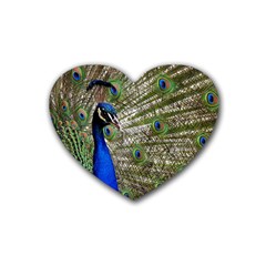 Peacock Drink Coasters (heart)