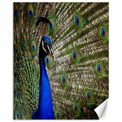 Peacock Canvas 11  X 14  (unframed) by Siebenhuehner