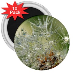 Dandelion 3  Button Magnet (10 pack)