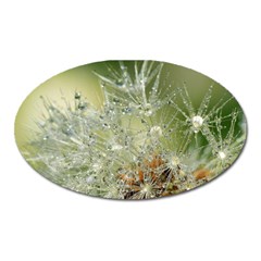 Dandelion Magnet (Oval)