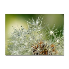 Dandelion A4 Sticker 10 Pack