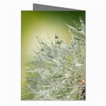 Dandelion Greeting Card (8 Pack) Right