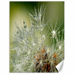 Dandelion Canvas 12  x 16  (Unframed)