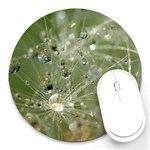 Dandelion 8  Mouse Pad (Round) Front