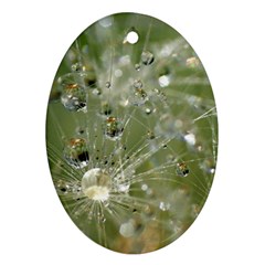 Dandelion Oval Ornament