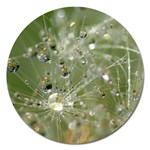 Dandelion Magnet 5  (Round) Front