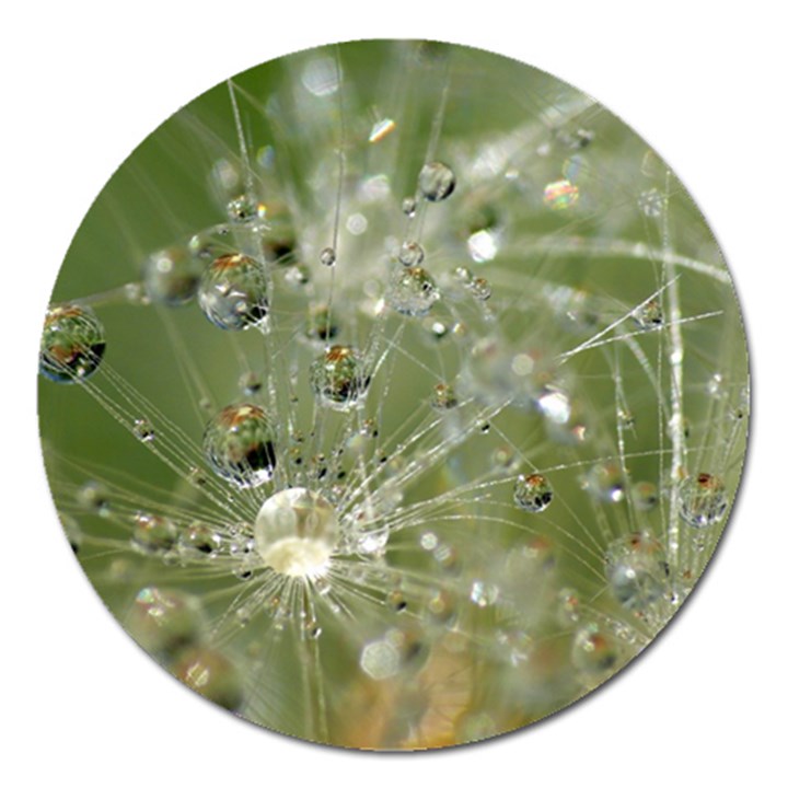 Dandelion Magnet 5  (Round)