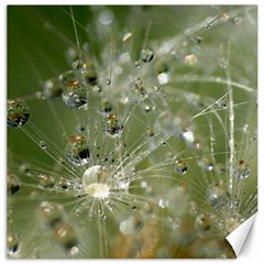 Dandelion Canvas 12  X 12  (unframed) by Siebenhuehner