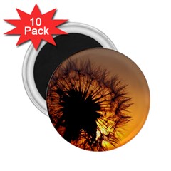 Dandelion 2 25  Button Magnet (10 Pack) by Siebenhuehner