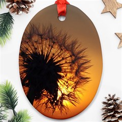 Dandelion Oval Ornament (two Sides) by Siebenhuehner