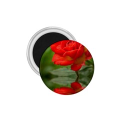 Rose 1 75  Button Magnet by Siebenhuehner