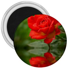 Rose 3  Button Magnet by Siebenhuehner