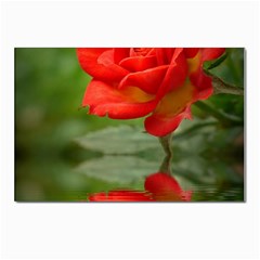 Rose Postcard 4 x 6  (10 Pack) by Siebenhuehner