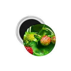 Strawberry  1 75  Button Magnet by Siebenhuehner