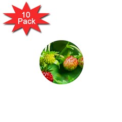 Strawberry  1  Mini Button Magnet (10 Pack) by Siebenhuehner