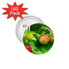 Strawberry  1 75  Button (100 Pack) by Siebenhuehner