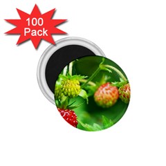 Strawberry  1 75  Button Magnet (100 Pack) by Siebenhuehner