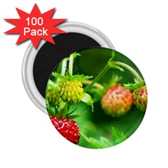 Strawberry  2 25  Button Magnet (100 Pack) by Siebenhuehner