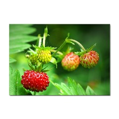 Strawberry  A4 Sticker 10 Pack by Siebenhuehner