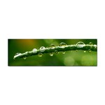 Waterdrops Bumper Sticker Front