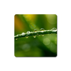 Waterdrops Magnet (square) by Siebenhuehner