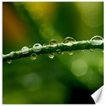 Waterdrops Canvas 12  x 12  (Unframed) 11.4 x11.56  Canvas - 1