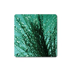 Waterdrops Magnet (square) by Siebenhuehner