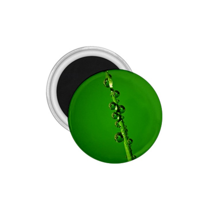 Waterdrops 1.75  Button Magnet