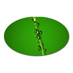 Waterdrops Magnet (oval) by Siebenhuehner