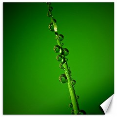 Waterdrops Canvas 20  X 20  (unframed) by Siebenhuehner