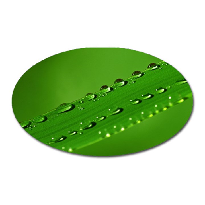 Waterdrops Magnet (Oval)