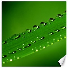 Waterdrops Canvas 16  X 16  (unframed) by Siebenhuehner