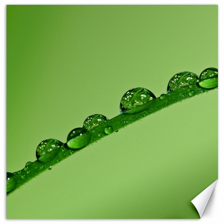 Waterdrops Canvas 16  x 16  (Unframed)