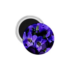 Cuckoo Flower 1 75  Button Magnet by Siebenhuehner