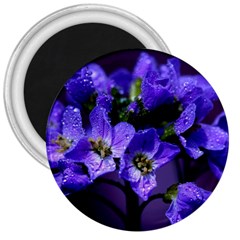 Cuckoo Flower 3  Button Magnet by Siebenhuehner