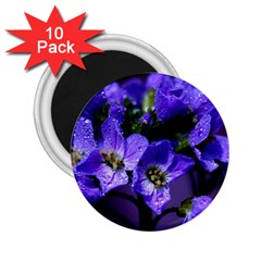 Cuckoo Flower 2 25  Button Magnet (10 Pack) by Siebenhuehner