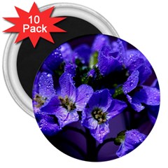 Cuckoo Flower 3  Button Magnet (10 Pack) by Siebenhuehner