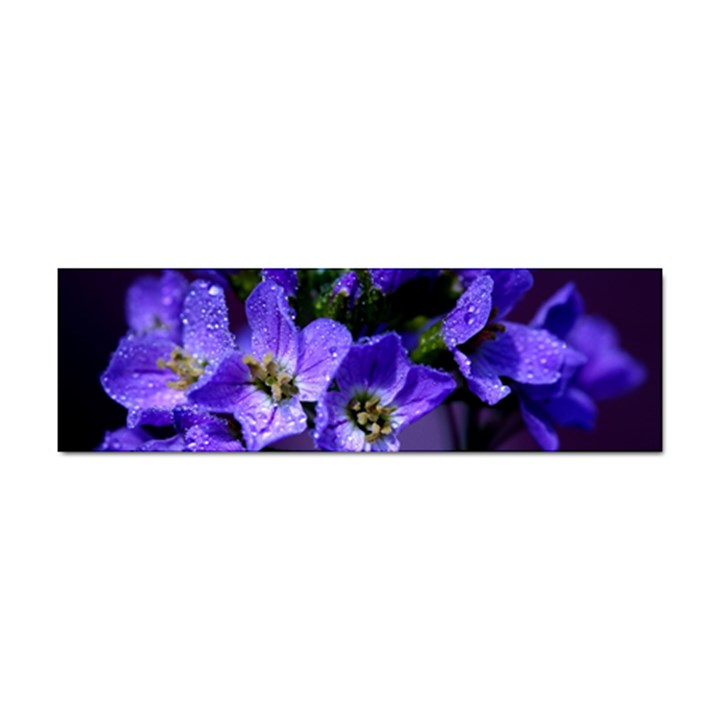 Cuckoo Flower Bumper Sticker