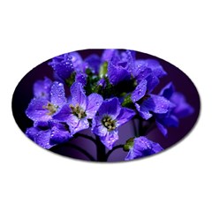 Cuckoo Flower Magnet (oval) by Siebenhuehner