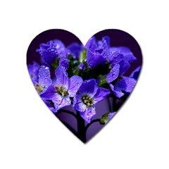 Cuckoo Flower Magnet (heart) by Siebenhuehner