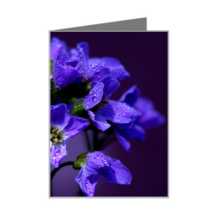 Cuckoo Flower Mini Greeting Card