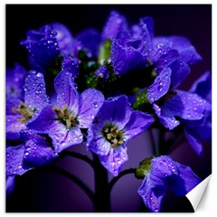 Cuckoo Flower Canvas 20  X 20  (unframed) by Siebenhuehner