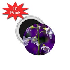 Cuckoo Flower 1 75  Button Magnet (10 Pack) by Siebenhuehner