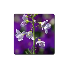 Cuckoo Flower Magnet (square) by Siebenhuehner