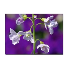 Cuckoo Flower A4 Sticker 100 Pack